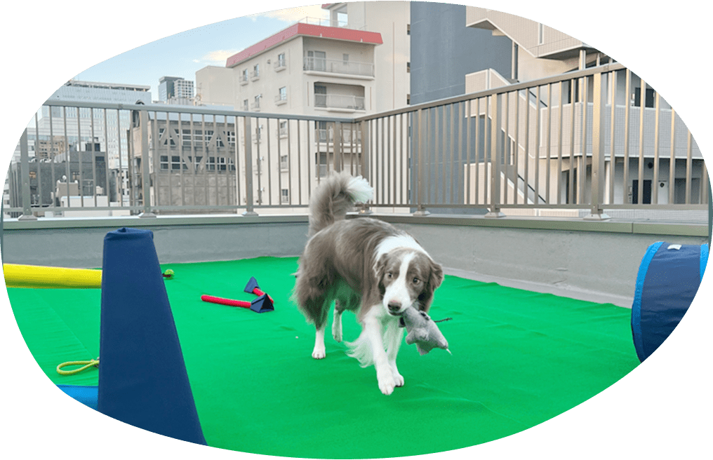 屋外ドッグランでのフリータイム