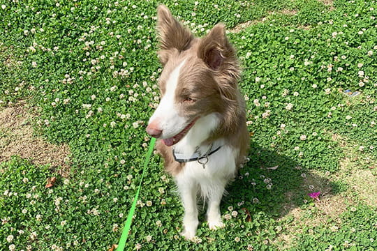 ペットシッター