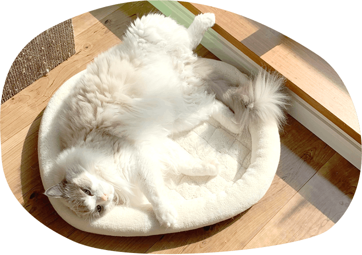 いつもの環境でお留守番