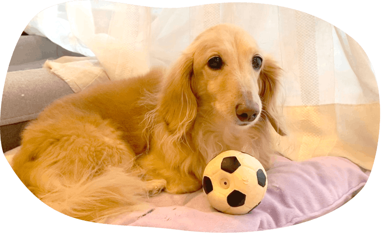 室内でのお遊び