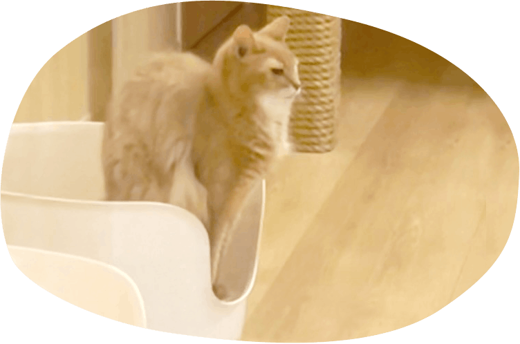 トイレのお掃除